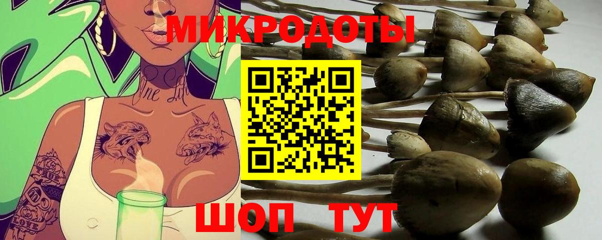 Псилоцибиновые грибы Psilocybe Анапа